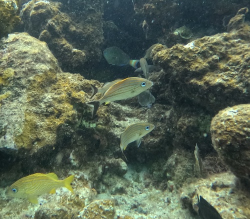Black grunt (Haemulon carbonarium) — Haemulidae — 5