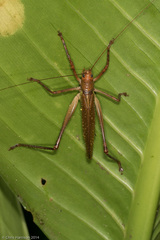 Ischnomela pulchripennis