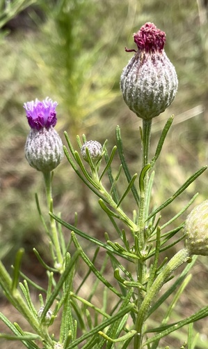 Crystallopollen serratuloides