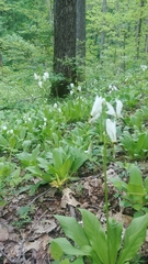 Primula meadia