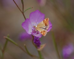 Pyrausta semirubralis