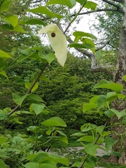Davidia involucrata