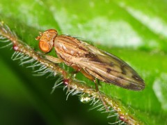 Opomyza petrei