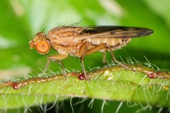 Opomyza petrei