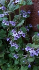 Glechoma hederacea