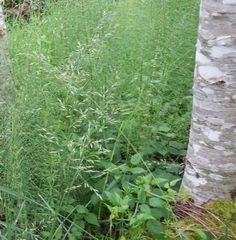 Poa palustris