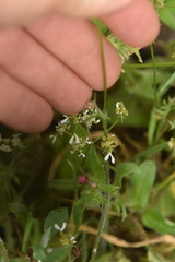 Tordylium apulum, photograph Марина Садыкова, CC BY, iNaturalist via GBIF