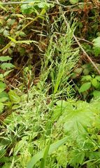 Poa palustris