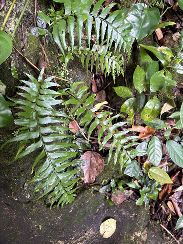 Asplenium polyodon observed 2024-05-03
