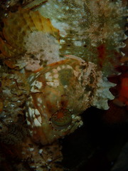Clinus taurus