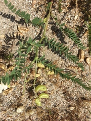 Astragalus pomonensis
