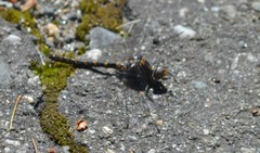 Williamsonia lintneri