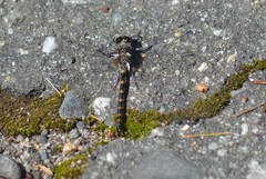 Williamsonia lintneri