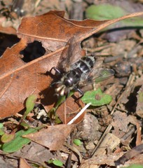 Tachinomyia