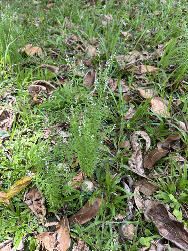 Polygala paniculata observed 2024-05-06