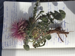 Centaurea ispahanica