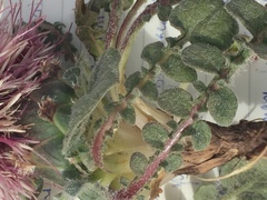 Centaurea ispahanica