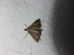 Dolicharthria bruguieralis