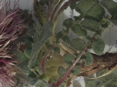 Centaurea ispahanica