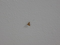 Dolicharthria punctalis