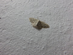 Idaea camparia