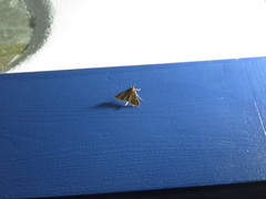 Dolicharthria punctalis