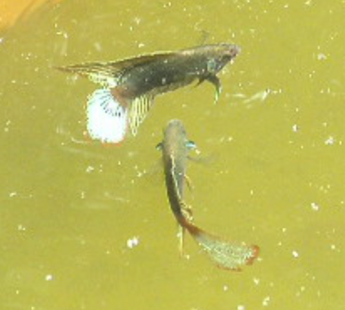 Round-tailed Paradisefish