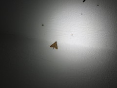 Dolicharthria punctalis