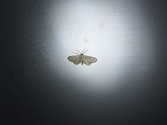 Idaea tineata