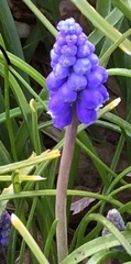 Muscari armeniacum