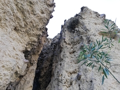 Tillandsia sphaerocephala