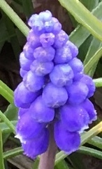 Muscari armeniacum