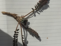 Magnoliopsida