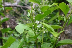 Ilex kusanoi, photograph (c) naturalist132890, some rights reserved (CC BY)