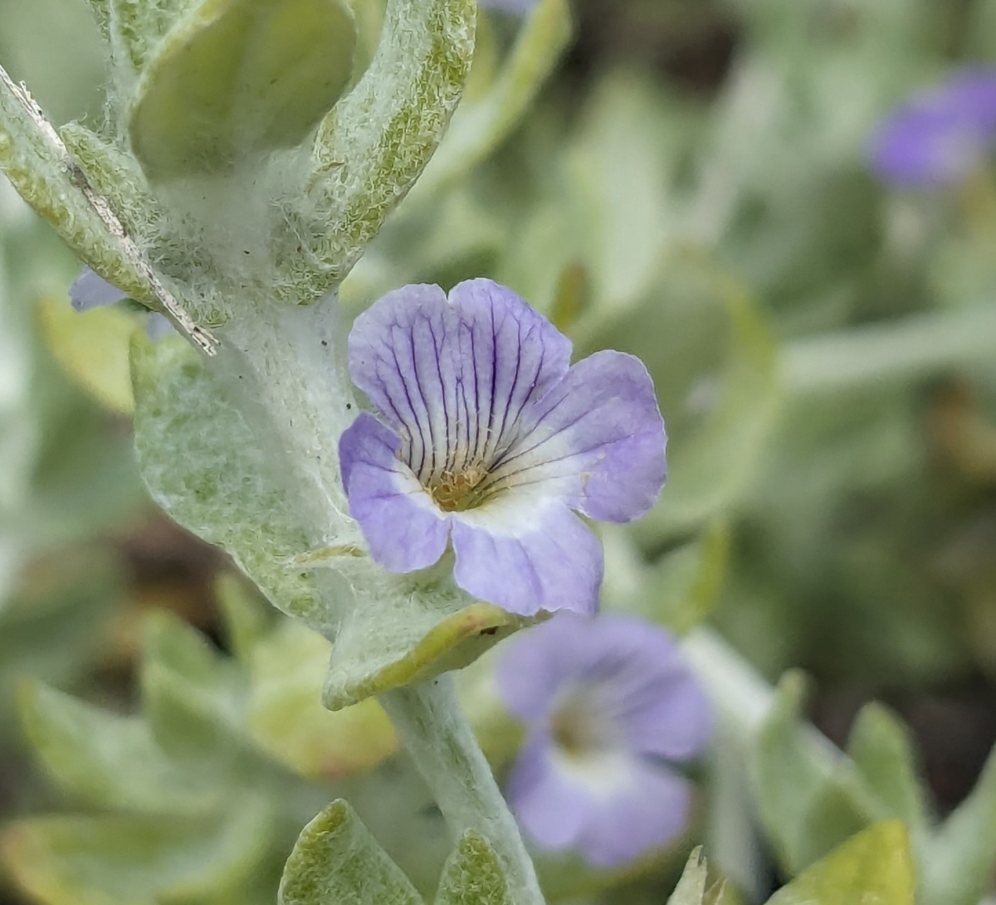 Stemodia lanata