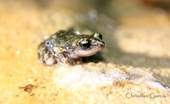 Eleutherodactylus nitidus