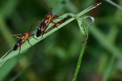 Oncopeltus guttaloides