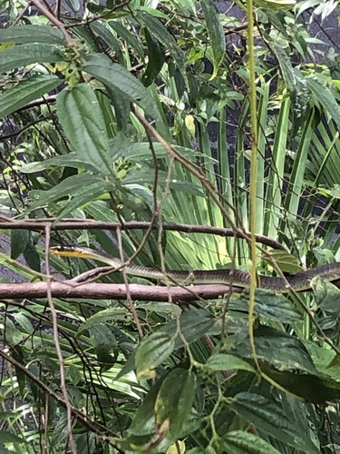 Common Tree Snake sighting