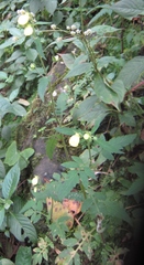 Calceolaria tripartita