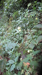 Calceolaria tripartita