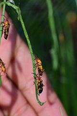 Oncopeltus guttaloides