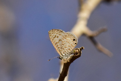 Leptotes cassius cassidula