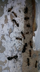 Camponotus xerxes