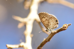 Leptotes cassius cassidula