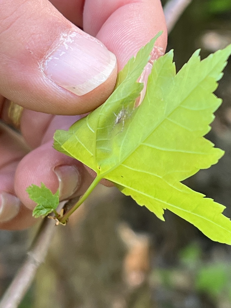 Ghost Spiders from Albany, OH, US on May 2, 2024 at 09:56 AM by ashlyn ...