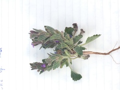 Magnoliopsida