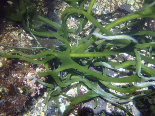 Codium cylindricum observed 2024-05-05
