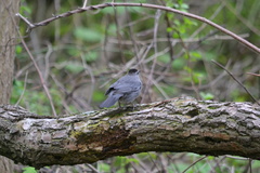 Dumetella carolinensis