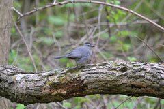 Dumetella carolinensis