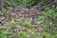 Dumetella carolinensis